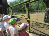 Zdjęcie: LEŚNICZÓWKA KOCZURY