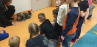 Zdjęcie: ZWIERZĄTKA NASZYCH TYGRYSKÓW
