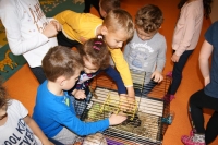 Zdjęcie: ZWIERZĄTKA NASZYCH TYGRYSKÓW