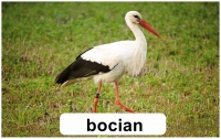 Zdjęcie: Wiosna wokół nas