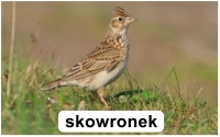 Zdjęcie: Wiosna wokół nas