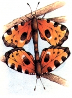 Zdjęcie: WIOSNA