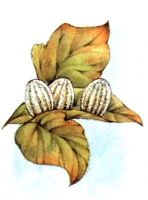 Zdjęcie: WIOSNA