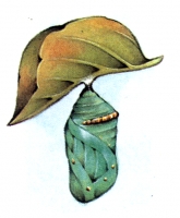 Zdjęcie: WIOSNA