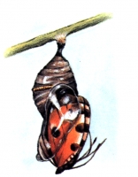 Zdjęcie: WIOSNA
