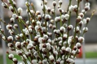 Zdjęcie: PONIEDZIAŁEK 06.04.20.