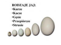Zdjęcie: ZADANIA NA PONIEDZIAŁEK  6 KWIECIEŃ