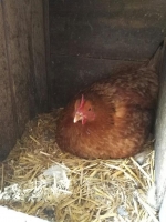 Zdjęcie: FOTORELACJA Z PONIEDZIAŁKU 06.04.2020