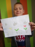 Zdjęcie: JAK ROŚNIE TULIPAN
