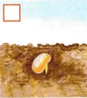 Zdjęcie: Hodowla roślin