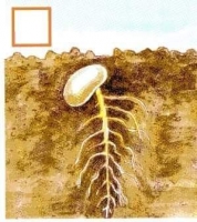 Zdjęcie: Hodowla roślin
