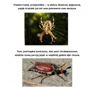 Zdjęcie: NA ŁĄCE