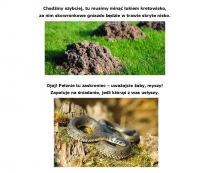 Zdjęcie: NA ŁĄCE