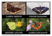 Zdjęcie: Propozycje zajęć, zabaw dla dzieci 14.05.2020