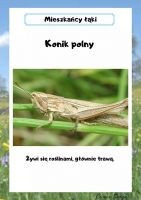 Zdjęcie: Wycieczka na łąkę