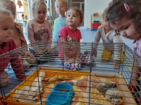 Zdjęcie: GOŚCIE U TYGRYSKÓW