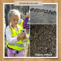 Zdjęcie: WYCIECZKA DO LASU