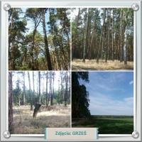 Zdjęcie: WYCIECZKA DO LASU