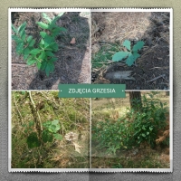 Zdjęcie: WYCIECZKA DO LASU