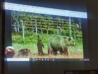 Zdjęcie: Święto Pluszowego Misia