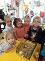 Zdjęcie: CHOMIK