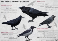 Zdjęcie: ZAJĘCIA ZDALNE - 4.02.21