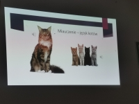 Zdjęcie: Dzień kota