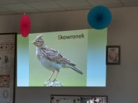 Zdjęcie: Czy to kwiat? czy to ptak?