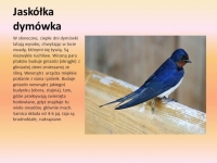 Zdjęcie: Środa, 07.04.2021r.
