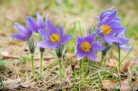Zdjęcie: Piątek, 16.04.2021r.