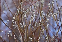 Zdjęcie: Piątek, 16.04.2021r.