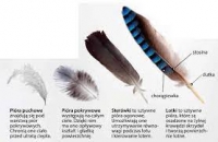 Zdjęcie: POWROTY PTAKÓW