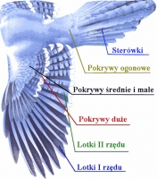 Zdjęcie: POWROTY PTAKÓW