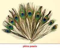 Zdjęcie: POWROTY PTAKÓW