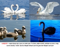 Zdjęcie: POWROTY PTAKÓW
