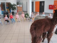 Zdjęcie: ALPAKI