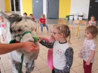 Zdjęcie: ALPAKI