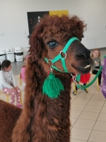 Zdjęcie: Spotkanie z Alpakami