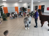 Zdjęcie: Spotkanie z Alpakami