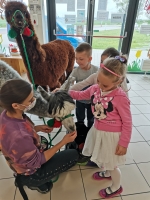 Zdjęcie: Spotkanie z Alpakami