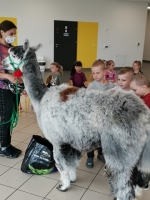 Zdjęcie: Spotkanie z Alpakami