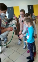 Zdjęcie: Spotkanie z alpakami