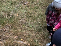 Zdjęcie: WYCIECZKA DO LASU