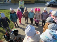 Zdjęcie: KROKUSY