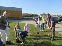 Zdjęcie: KROKUSY