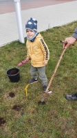 Zdjęcie: SADZIMY KROKUSY