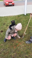Zdjęcie: SADZIMY KROKUSY