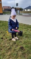 Zdjęcie: SADZIMY KROKUSY
