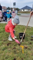 Zdjęcie: SADZIMY KROKUSY