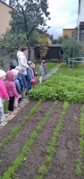 Zdjęcie: Wizyta w ogródku warzywnym